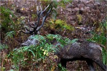 Boutissaint D5 17-10-10 1090   Photos ACG 2017