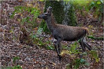 Boutissaint D5 17-10-10 1107   Photos ACG 2017