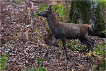 Boutissaint D5 17-10-10 1108   Photos ACG 2017