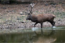 Boutissaint D5 17-10-10 1123   Photos ACG 2017