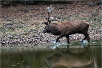 Boutissaint D5 17-10-10 1126   Photos ACG 2017