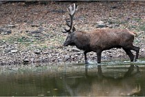 Boutissaint D5 17-10-10 1129   Photos ACG 2017