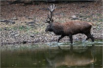 Boutissaint D5 17-10-10 1130   Photos ACG 2017