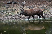 Boutissaint D5 17-10-10 1131   Photos ACG 2017