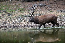 Boutissaint D5 17-10-10 1133   Photos ACG 2017