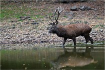 Boutissaint D5 17-10-10 1137   Photos ACG 2017