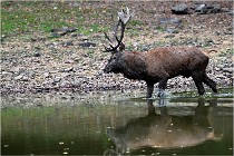 Boutissaint D5 17-10-10 1138   Photos ACG 2017