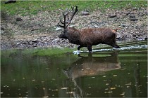 Boutissaint D5 17-10-10 1145   Photos ACG 2017