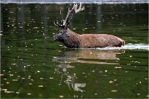 Boutissaint D5 17-10-10 1167   Photos ACG 2017