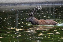 Boutissaint D5 17-10-10 1170   Photos ACG 2017