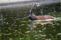 Boutissaint D5 17-10-10 1172   Photos ACG 2017