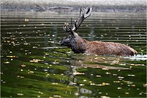 Boutissaint D5 17-10-10 1177   Photos ACG 2017