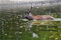 Boutissaint D5 17-10-10 1182   Photos ACG 2017