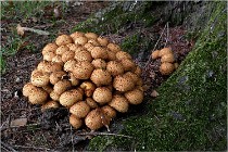 Boutissaint D5 17-10-12 1209   Photos ACG 2017