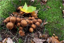 Boutissaint D5 17-10-12 1212   Photos ACG 2017