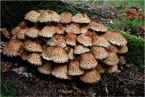 Boutissaint D5 17-10-12 1215   Photos ACG 2017