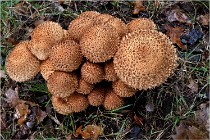 Boutissaint D5 17-10-12 1219   Photos ACG 2017