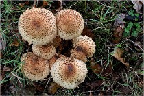 Boutissaint D5 17-10-12 1221   Photos ACG 2017