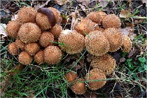 Boutissaint D5 17-10-12 1222   Photos ACG 2017