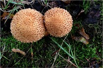 Boutissaint D5 17-10-12 1225   Photos ACG 2017