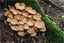 Boutissaint D5 17-10-12 1227   Photos ACG 2017