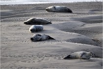 Phoques D5 17-10-25 001   Photos ACG 2017