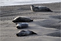 Phoques D5 17-10-25 005   Photos ACG 2017