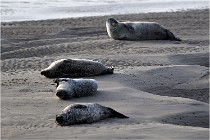 Phoques D5 17-10-25 006   Photos ACG 2017