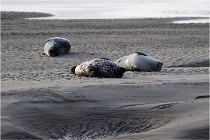 Phoques D5 17-10-25 011   Photos ACG 2017