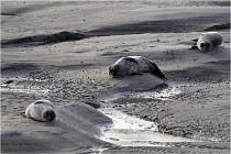 Phoques D5 17-10-25 014   Photos ACG 2017