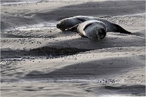 Phoques D5 17-10-25 018   Photos ACG 2017