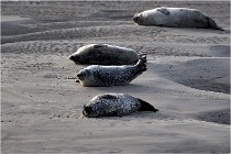 Phoques D5 17-10-25 020   Photos ACG 2017