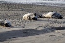 Phoques D5 17-10-25 027   Photos ACG 2017