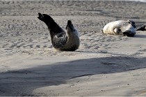 Phoques D5 17-10-25 030   Photos ACG 2017