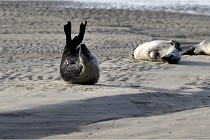 Phoques D5 17-10-25 033   Photos ACG 2017