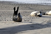 Phoques D5 17-10-25 034   Photos ACG 2017