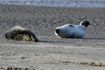 Phoques D5 17-10-25 037   Photos ACG 2017