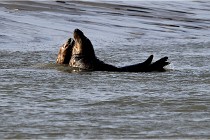 Phoques D5 17-10-25 043   Photos ACG 2017