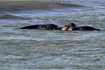 Phoques D5 17-10-25 061   Photos ACG 2017