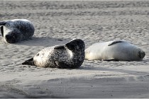 Phoques D5 17-10-25 062   Photos ACG 2017