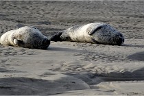 Phoques D5 17-10-25 064   Photos ACG 2017