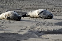 Phoques D5 17-10-25 066   Photos ACG 2017