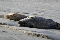 Phoques D5 17-10-25 071   Photos ACG 2017