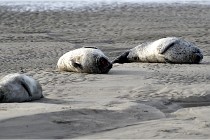 Phoques D5 17-10-25 074   Photos ACG 2017