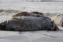 Phoques D5 17-10-25 078   Photos ACG 2017