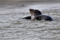 Phoques D5 17-10-25 081   Photos ACG 2017