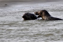 Phoques D5 17-10-25 085   Photos ACG 2017