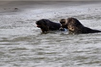 Phoques D5 17-10-25 086   Photos ACG 2017