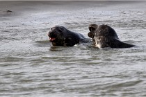 Phoques D5 17-10-25 087   Photos ACG 2017