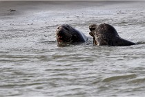 Phoques D5 17-10-25 088   Photos ACG 2017